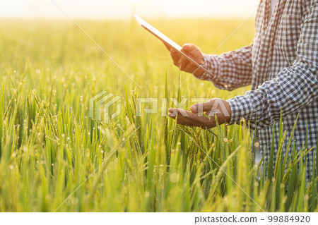 Farmer working in the rice field. Man using digital tablet to examining, planning or analyze on rice plant after planting. Agriculture business concept Farmer working in the rice field. Man using digital tablet to examining, planning or analyze on rice plant after planting. Agriculture business concept 99884920