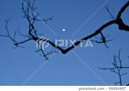 The moon at dusk and the dead branches of the persimmon tree 99884987