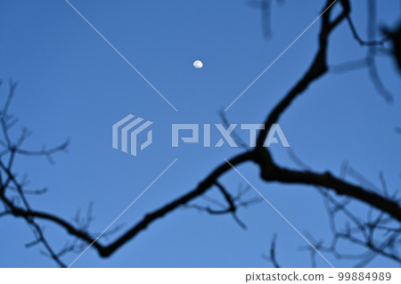 The moon at dusk and the dead branches of the persimmon tree 99884989