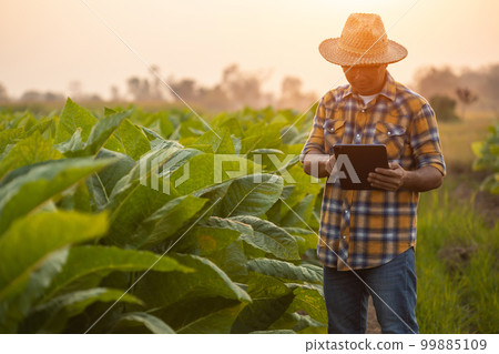 Farmer working in the tobacco field. Man is examining and using digital tablet to management, planning or analyze on tobacco plant after planting. Technology for agriculture Concept Farmer working in the tobacco field. Man is examining and using digital tablet to management, planning or analyze on tobacco plant after planting. Technology for agriculture Concept 99885109