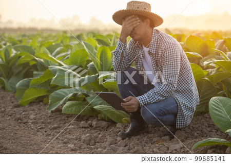 Fail, unsuccessful or very tired farmer concept. Asian farmer is working in the field of tobacco tree, sitting and feeling quite bad, sick and headache Fail, unsuccessful or very tired farmer concept. Asian farmer is working in the field of tobacco tree, sitting and feeling quite bad, sick and headache 99885141