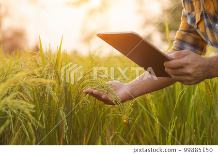 Farmers use tablet computers to check their fields. They are used for planning, care and post-planting analysis. Agricultural technology concepts. Farmers use tablet computers to check their fields. They are used for planning, care and post-planting analysis. Agricultural technology concepts. 99885150