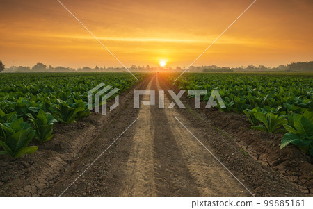 Young green tobacco plant in field at Sukhothai province northern of Thailand 99885161