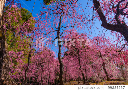 [京都風景] Jonangu 垂梅的優雅 99885237