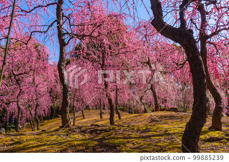 [Kyoto scenery] Jonangu The elegance of the weeping plum blossoms 99885239