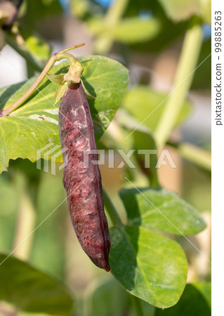 Purple peas covered in morning dew and bathed in the morning sun Purple peas covered in morning dew and bathed in the morning sun 99885263