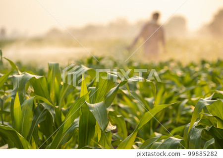 Farmer working in the field and spraying chemical or fertilizer to young green corn field in morning time. Focus on front corn leaf. Farmer working in the field and spraying chemical or fertilizer to young green corn field in morning time. Focus on front corn leaf. 99885282
