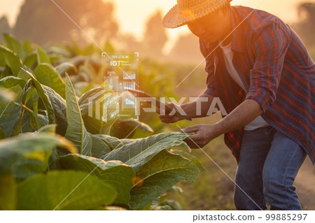 Farmer working in the tobacco field. Man is examining and using digital tablet to management, planning or analyze on tobacco plant after planting. Technology for agriculture Concept 99885297