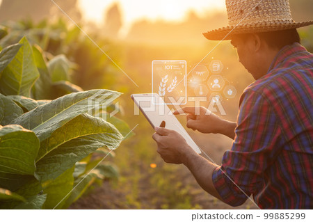 Farmer working in the tobacco field. Man is examining and using digital tablet to management, planning or analyze on tobacco plant after planting. Technology for agriculture Concept 99885299