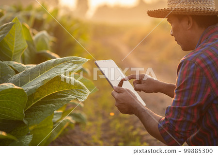 Farmer working in the tobacco field. Man is examining and using digital tablet to management, planning or analyze on tobacco plant after planting. Technology for agriculture Concept 99885300