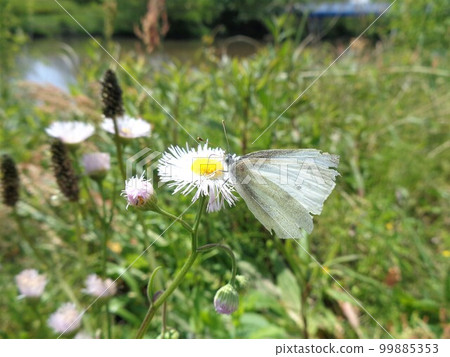 Cabbage butterfly with missing wings Cabbage butterfly with missing wings 99885353