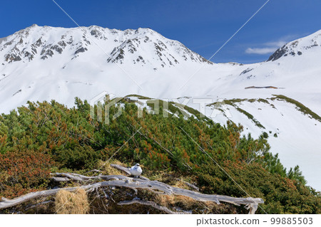 早春的富山_立山室堂 早春的富山_立山室堂 99885503