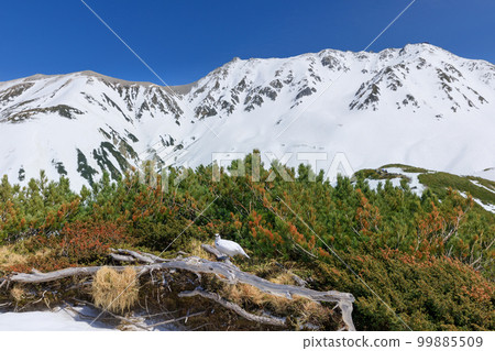 早春的富山_立山室堂 早春的富山_立山室堂 99885509