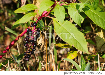 Dark purple grape-like mature fruits on pink branches of pokeweed in the forest (macro close-up image) 99885557