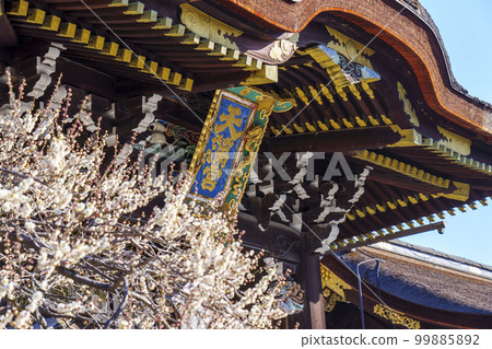 Kitano Tenmangu Shrine Sankomon Gate in early spring Beautifully blooming white plum blossoms (Bakuro-cho, Kamigyo-ku, Kyoto) 99885892