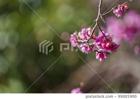 北野天滿宮梅園“花之丹羽”盛開的梅花 99885900