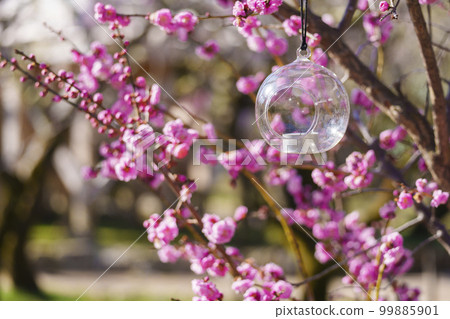 北野天滿宮梅園“花之丹羽”盛開的梅花 99885901