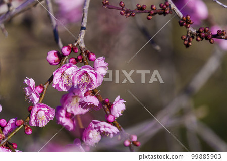 北野天滿宮梅園“花之丹羽”盛開的梅花 北野天滿宮梅園“花之丹羽”盛開的梅花 99885903