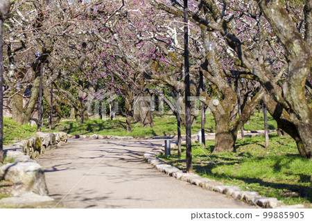 北野天滿宮梅園“花之丹羽”盛開的梅花 北野天滿宮梅園“花之丹羽”盛開的梅花 99885905