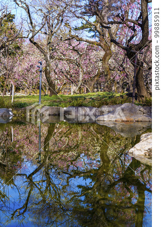 北野天滿宮梅園“花之丹羽”盛開的梅花水鏡 北野天滿宮梅園“花之丹羽”盛開的梅花水鏡 99885911