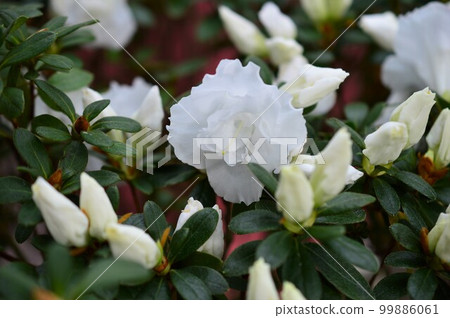 聖何塞杜鵑花紀念品 99886061