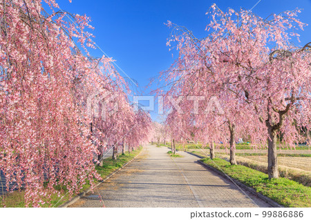 Fukushima_Superb View of Weeping Cherry Trees on the Nicchu Line 99886886
