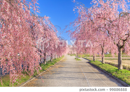 Fukushima_Superb View of Weeping Cherry Trees on the Nicchu Line 99886888