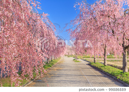 福島_日中線垂枝櫻絕景 99886889