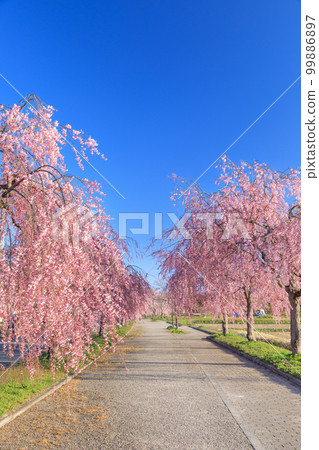 福島_日中線垂枝櫻絕景 福島_日中線垂枝櫻絕景 99886897