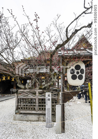 北野天滿宮(2月)飛梅 北野天滿宮(2月)飛梅 99886905