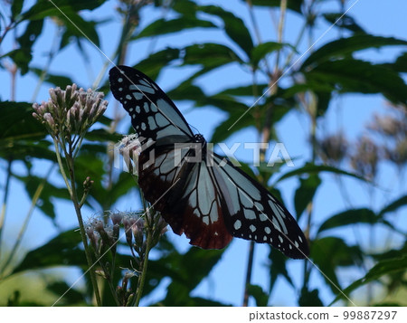 chestnut tiger butterfly butterfly chestnut tiger butterfly butterfly 99887297