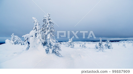 Snow-covered trees on the background of Arctic hills. Minimalistic landscape with naked snowy trees in a winter field. Wide panoramic view of the Arctic winter. 99887909
