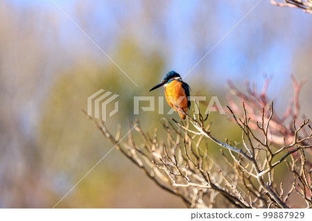 Kingfisher aiming for small fish in the pond from a branch 99887929
