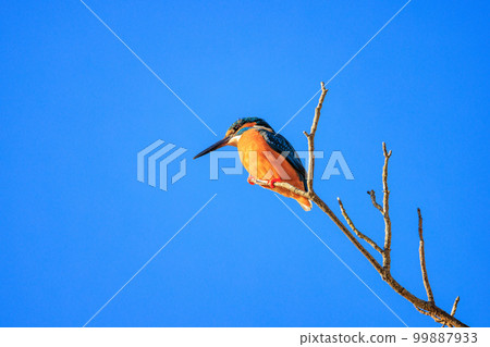 翠鳥從樹枝上瞄準池塘里的小魚 99887933