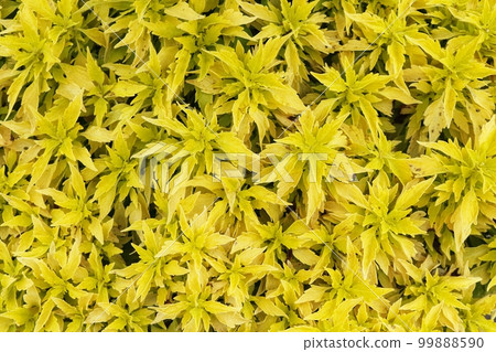 Yellow leaves Yellow leaves 99888590