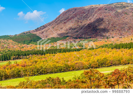 Autumn leaves of grass from Kuju Kogen Observatory [Minamioguni Town, Aso County, Kumamoto Prefecture] 99888793