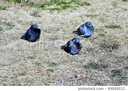 三隻鳥在岸邊曬太陽 三隻鳥在岸邊曬太陽 99888812