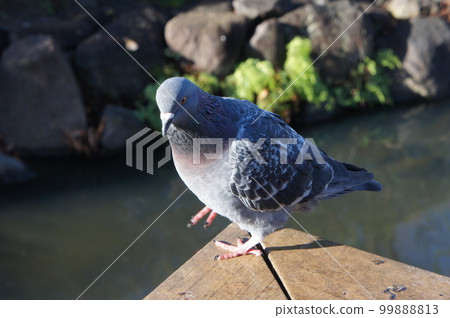 友好的鴿子來到池塘周圍 99888813