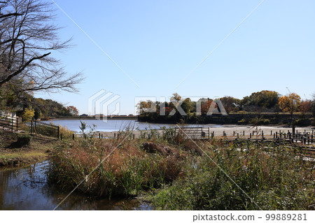 埼玉縣比岐郡吉見町的大沼（百穴湖） 99889281