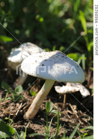 顧名思義，在森林地面上自然生長的 Oshirokara Satake 是一種大蘑菇，類似於西方蘑菇。 99889282