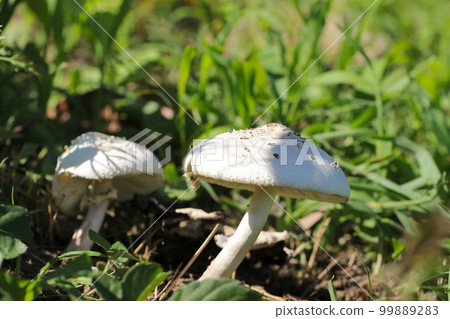 一種大型的白色“Oshiro Karasutake”蘑菇,生長在森林地面上。 一種大型的白色“Oshiro Karasutake”蘑菇,生長在森林地面上。 99889283