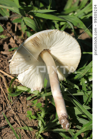 在森林地面上野生生長的白色大蘑菇狀“Oshirokara Satake”蘑菇的褶皺圖案。 在森林地面上野生生長的白色大蘑菇狀“Oshirokara Satake”蘑菇的褶皺圖案。 99889284