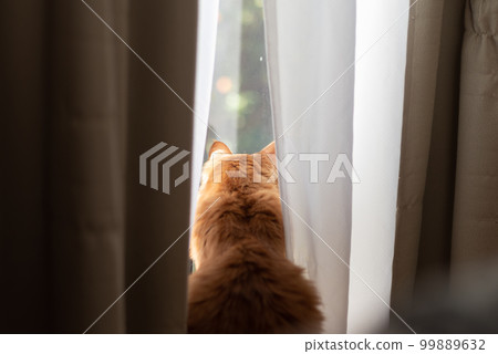 貓向外看,茶虎斑貓 貓向外看,茶虎斑貓 99889632