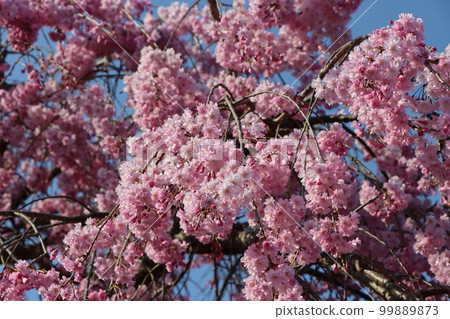 Waiting for a year and seeing the first blissful cherry blossoms again this year Waiting for a year and seeing the first blissful cherry blossoms again this year 99889873