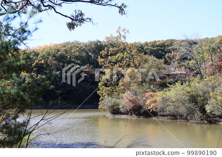 埼玉縣比岐郡吉見町八丁湖的秋景 99890190