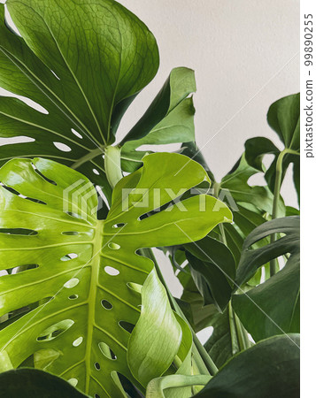 Leaves Monstera deliciosa plant. white back ground Leaves Monstera deliciosa plant. white back ground 99890255