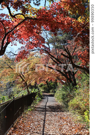 Autumn scenery of Lake Hatcho in Yoshimi-cho, Hiki-gun, Saitama Prefecture Autumn scenery of Lake Hatcho in Yoshimi-cho, Hiki-gun, Saitama Prefecture 99890350