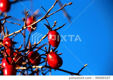 Old man persimmon with many red fruits 99890387