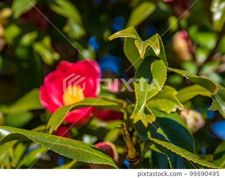 金魚葉山茶葉[葉尖像金魚尾鰭一樣開裂的稀有品種] 99890495