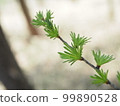 Larch of Larch 99890528